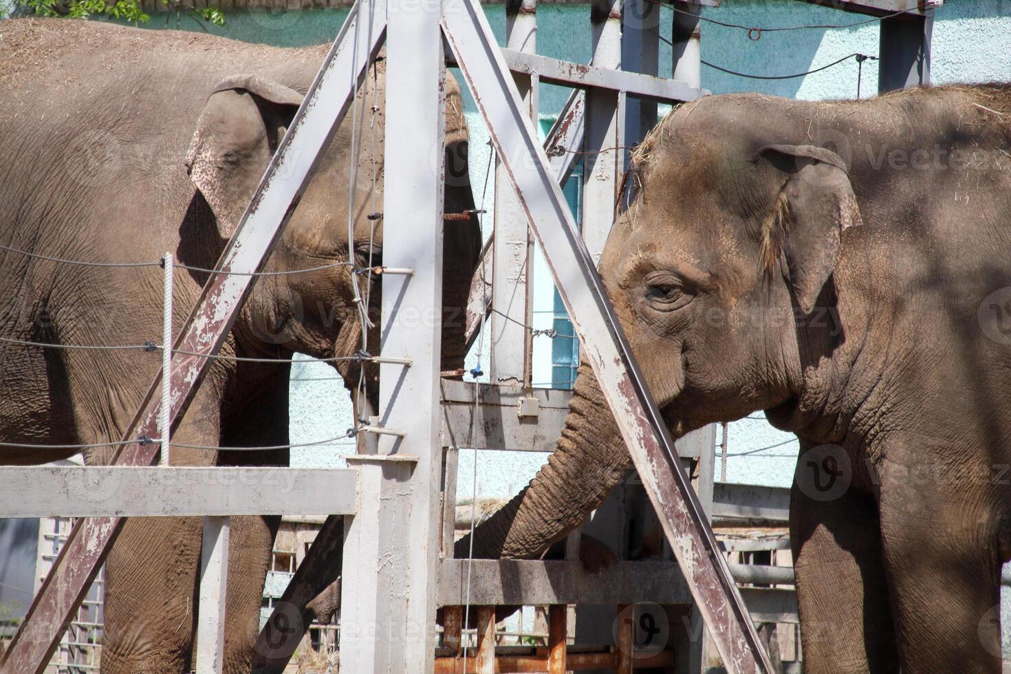 Two elephants play with their trunks over a white fence photo