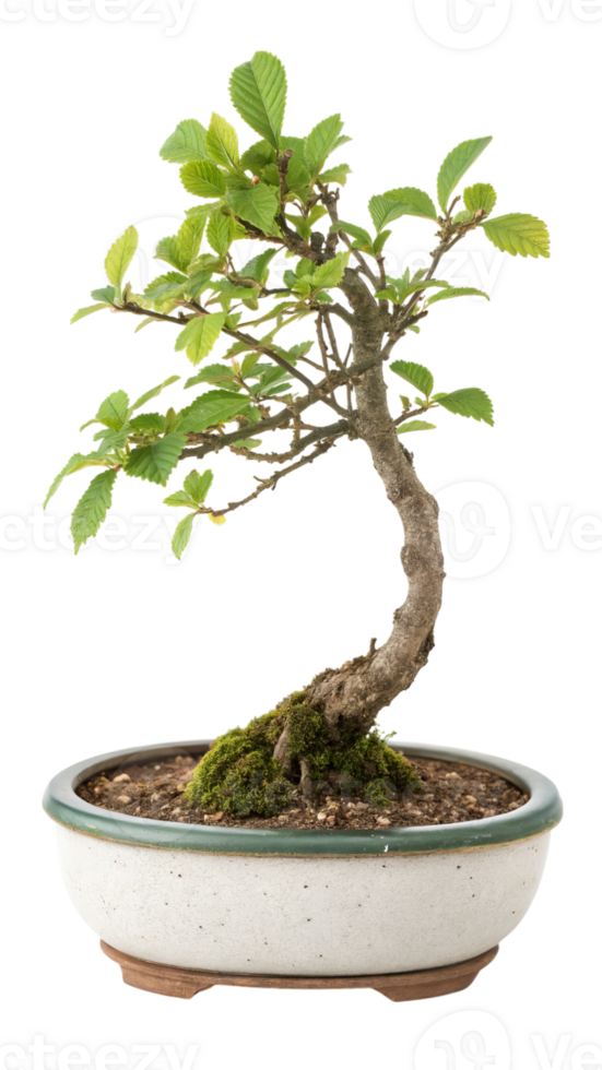 Elm bonsai tree in ceramic pot isolated on transparent background png