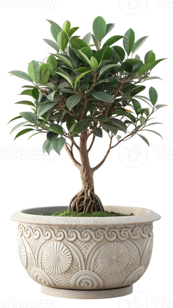 Ficus microcarpa bonsai tree in ornate pot isolated on transparent background png