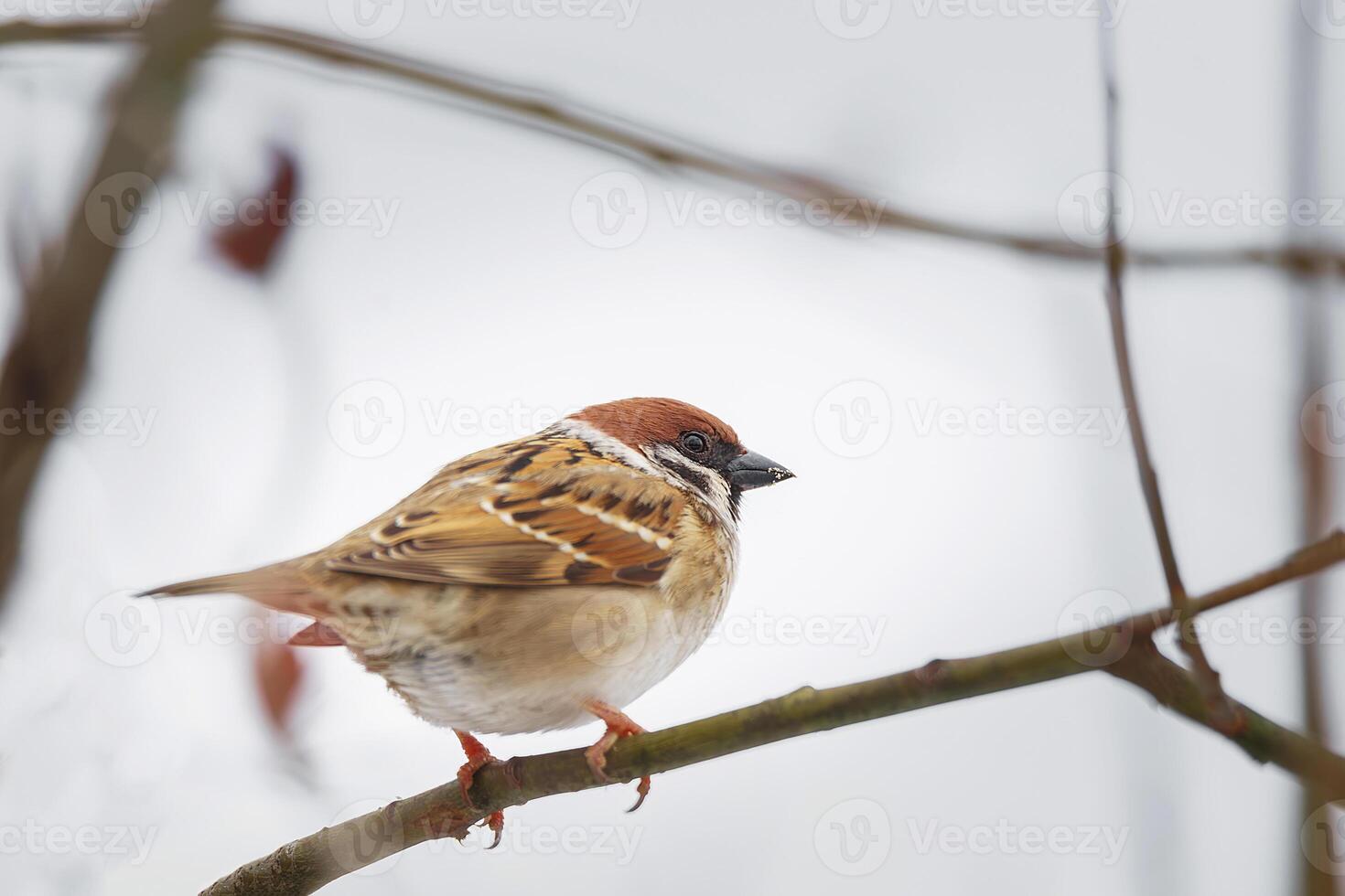 A small bird sitting on a branch in the woods photo