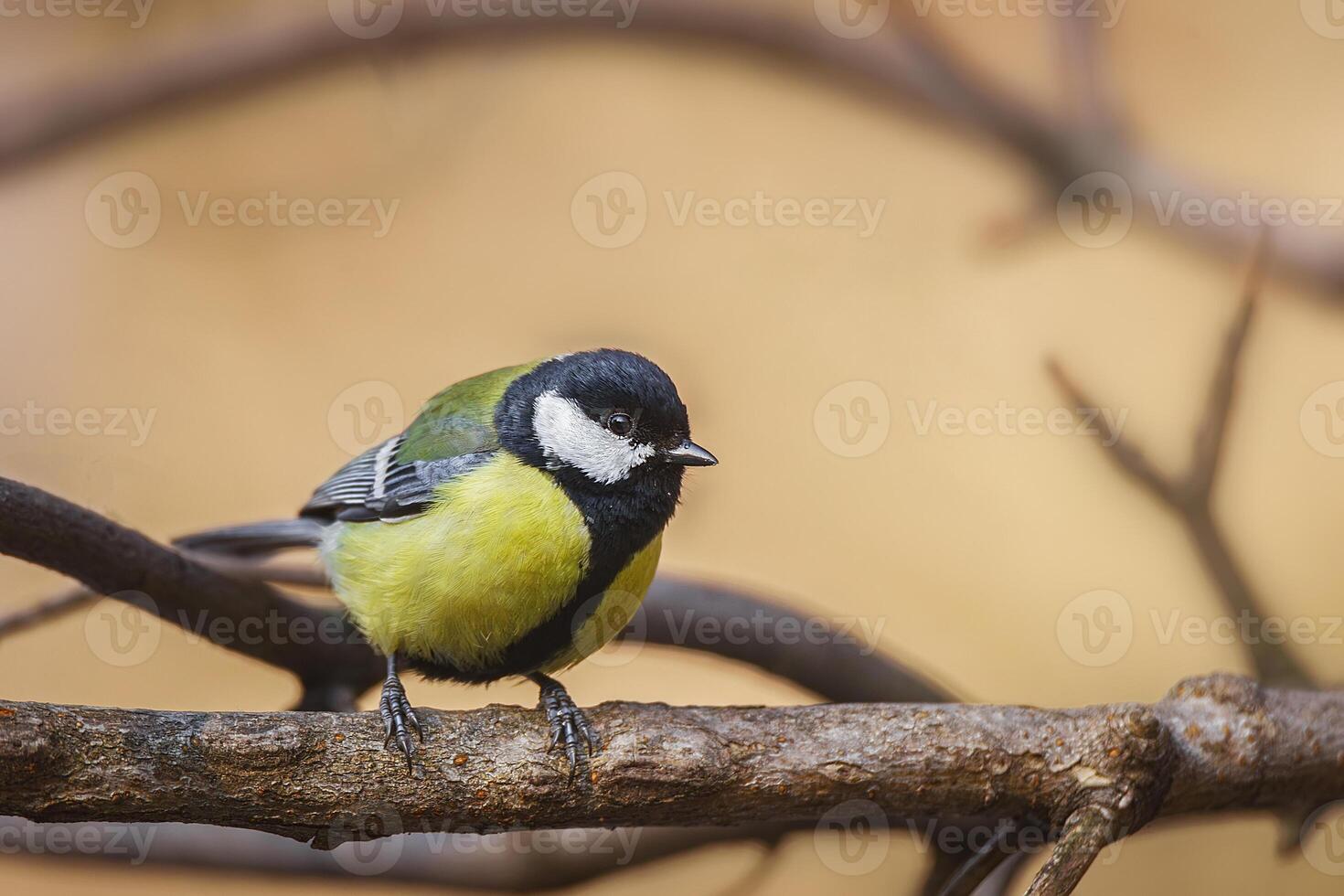 A small bird sitting on a branch with a blurry background photo