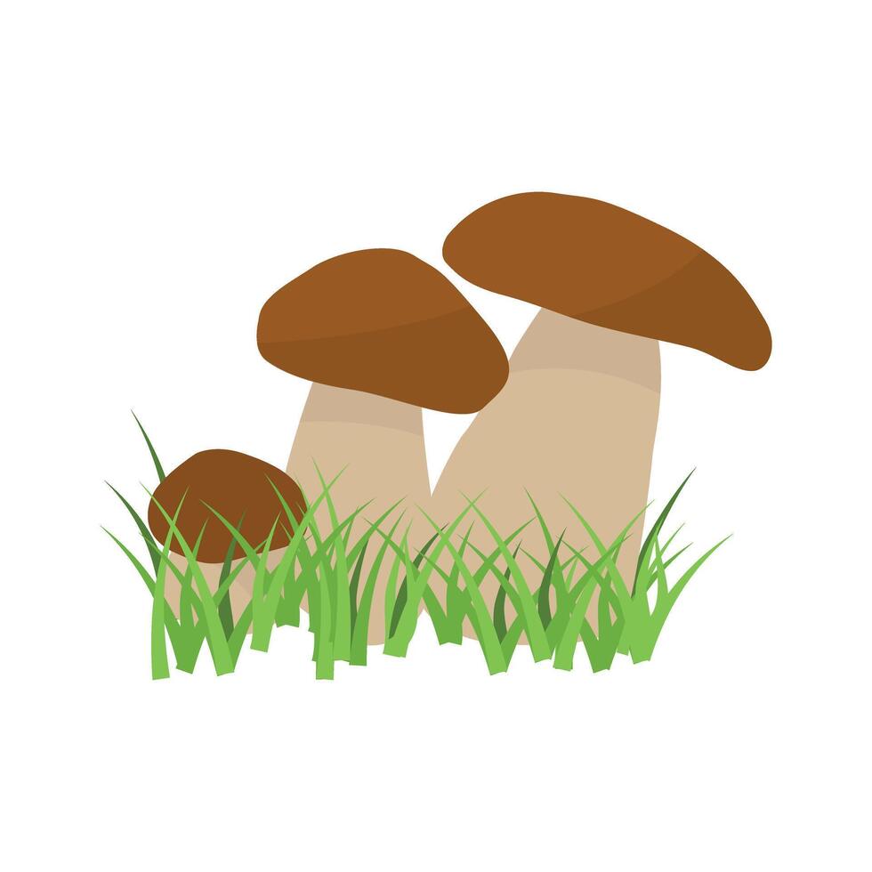 White mushroom. vegetable healthy food. mushrooms isolated on white background. vector
