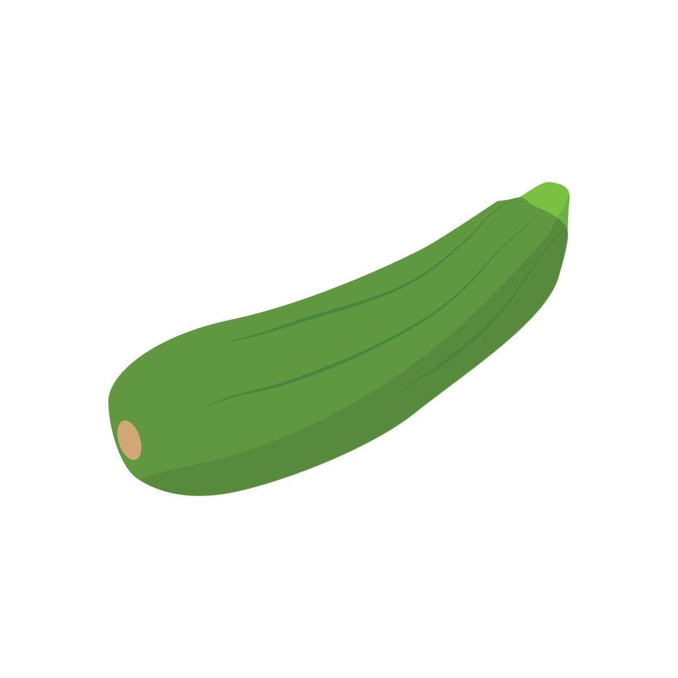 Zucchini. Fresh vegetable marrow. Green squash. vector
