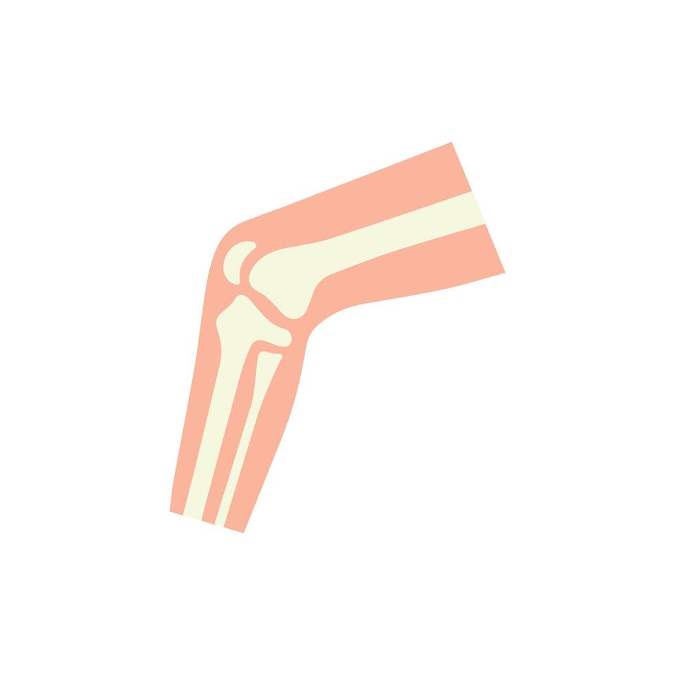 human knee joint side view diagnosis vector