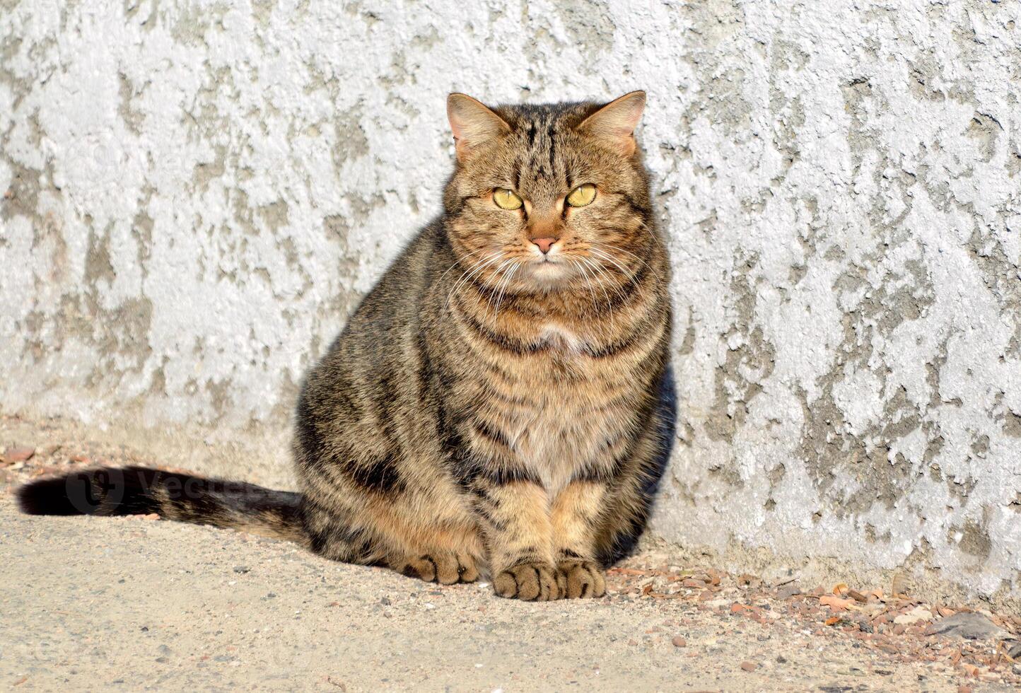 Stray tabby mongrel cat with yellow eyes, sitting and looking into the camera photo