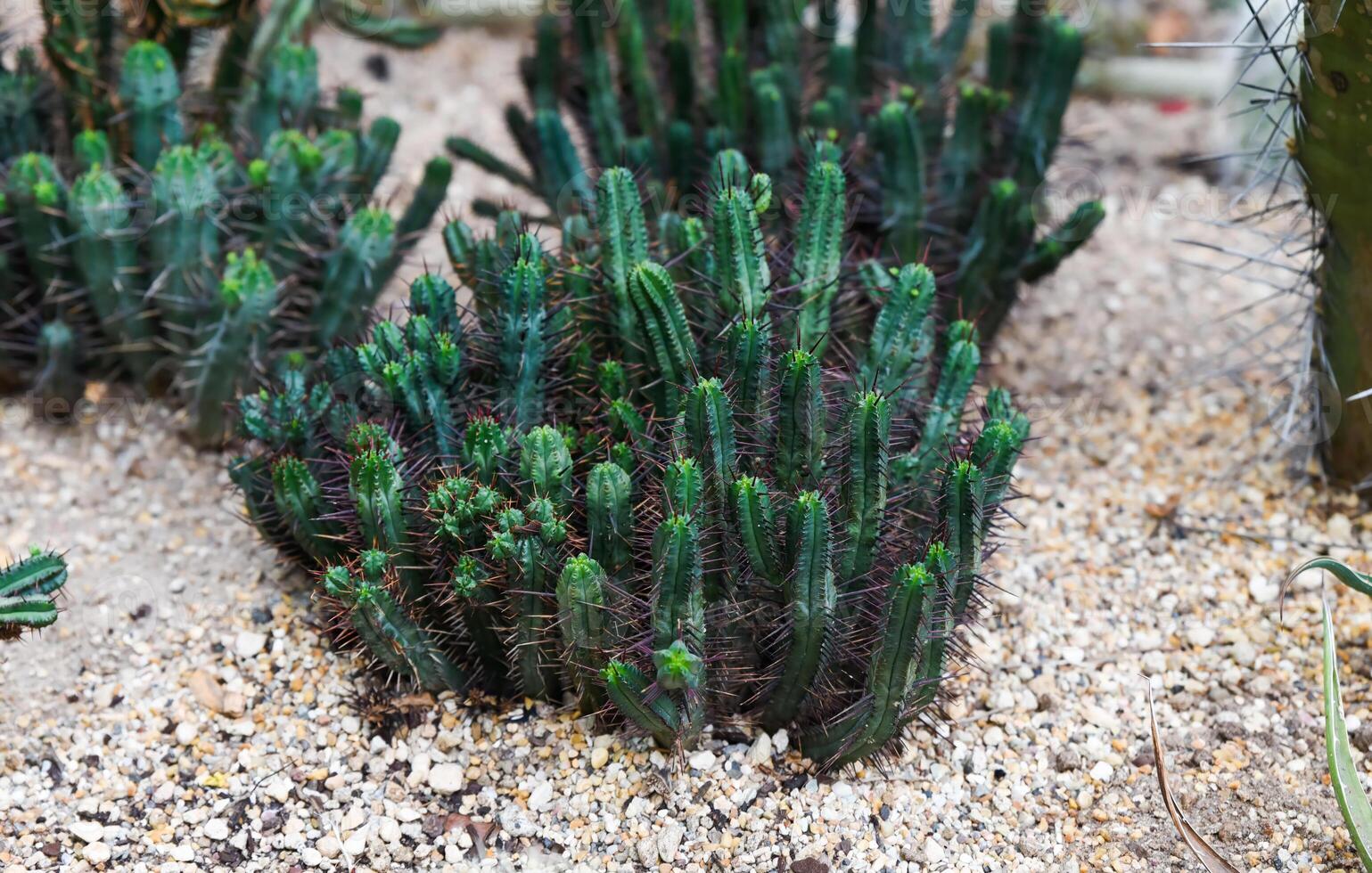 Cluster of Euphorbia enopla with vivid red spines and green stems. Striking succulent plant in arid rock garden. Close-up of exotic growth form. photo