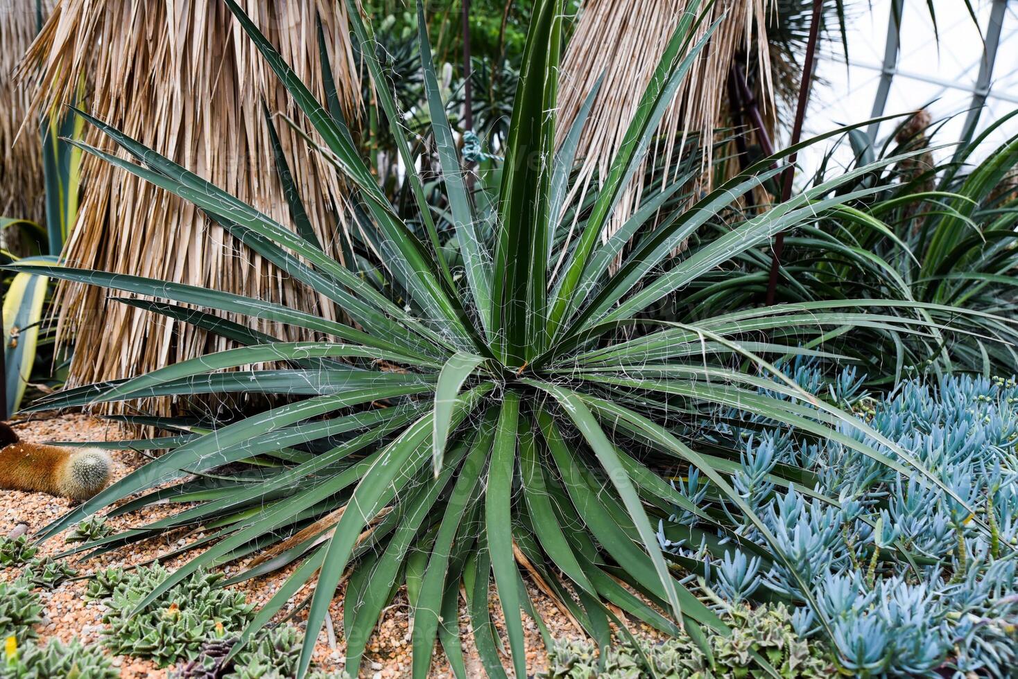 Yucca filamentosa plant with sharp green leaves and decorative white filaments. Hardy desert plant in arid garden landscape photo