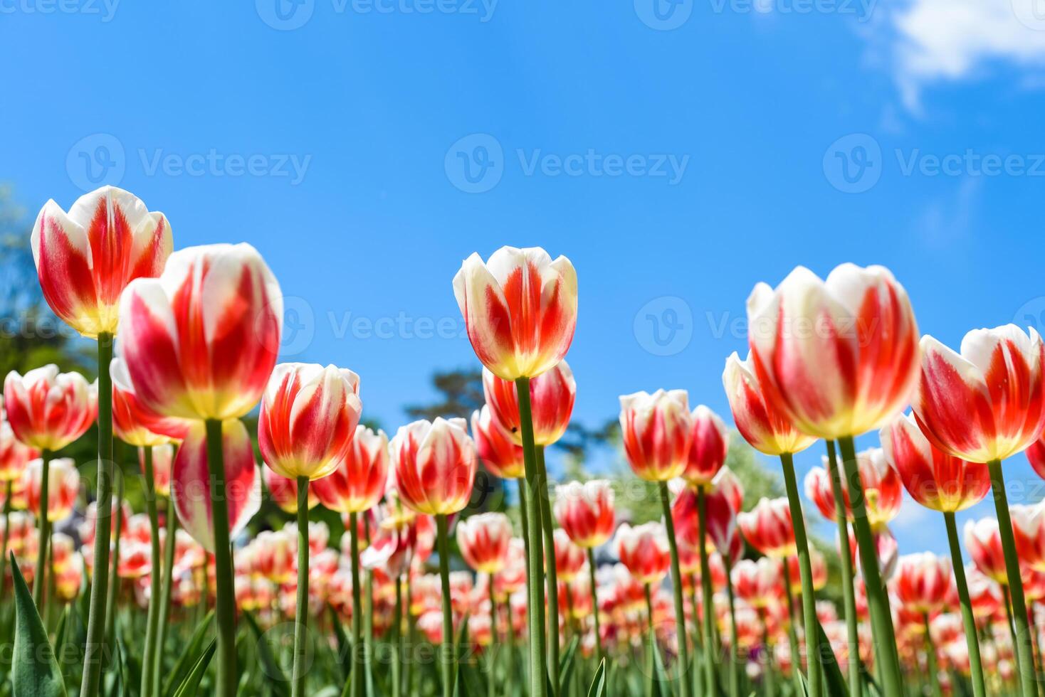Field of Triumph tulips Happy Generation in full bloom. White petals with bold red flames stretch toward the clear spring sky in vibrant sunlight. photo