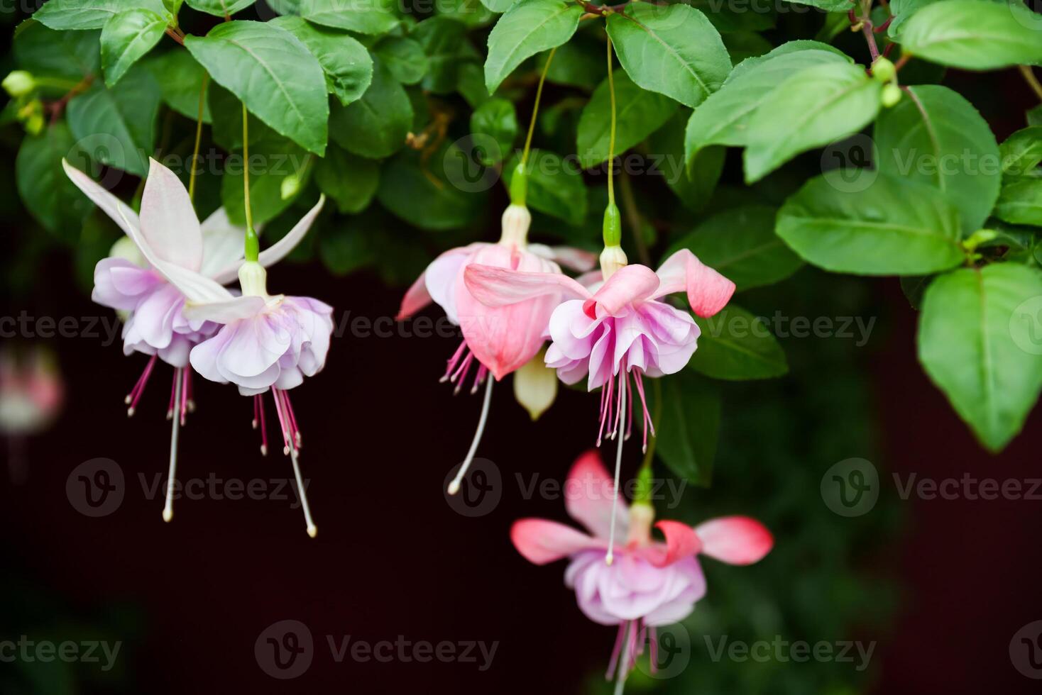 Fuchsia Nancy Lou and Fuchsia Gartenbauverein Eupen in bloom. Pink white and magenta flowers. Common name fuchsia. Family Onagraceae photo