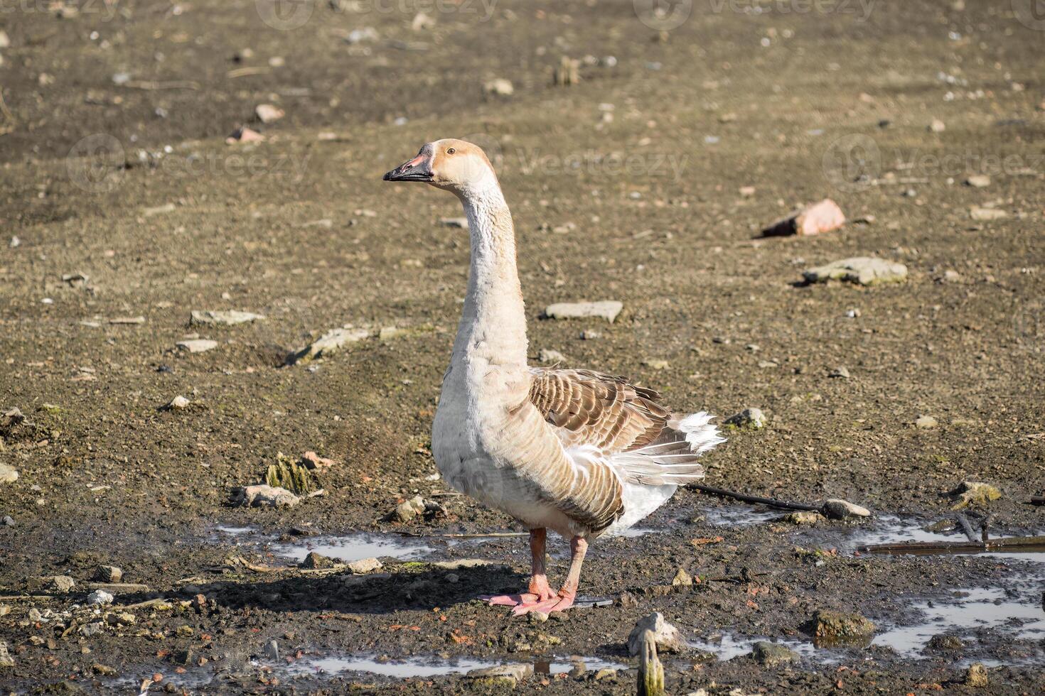 Gray goose standing and looking away near water photo