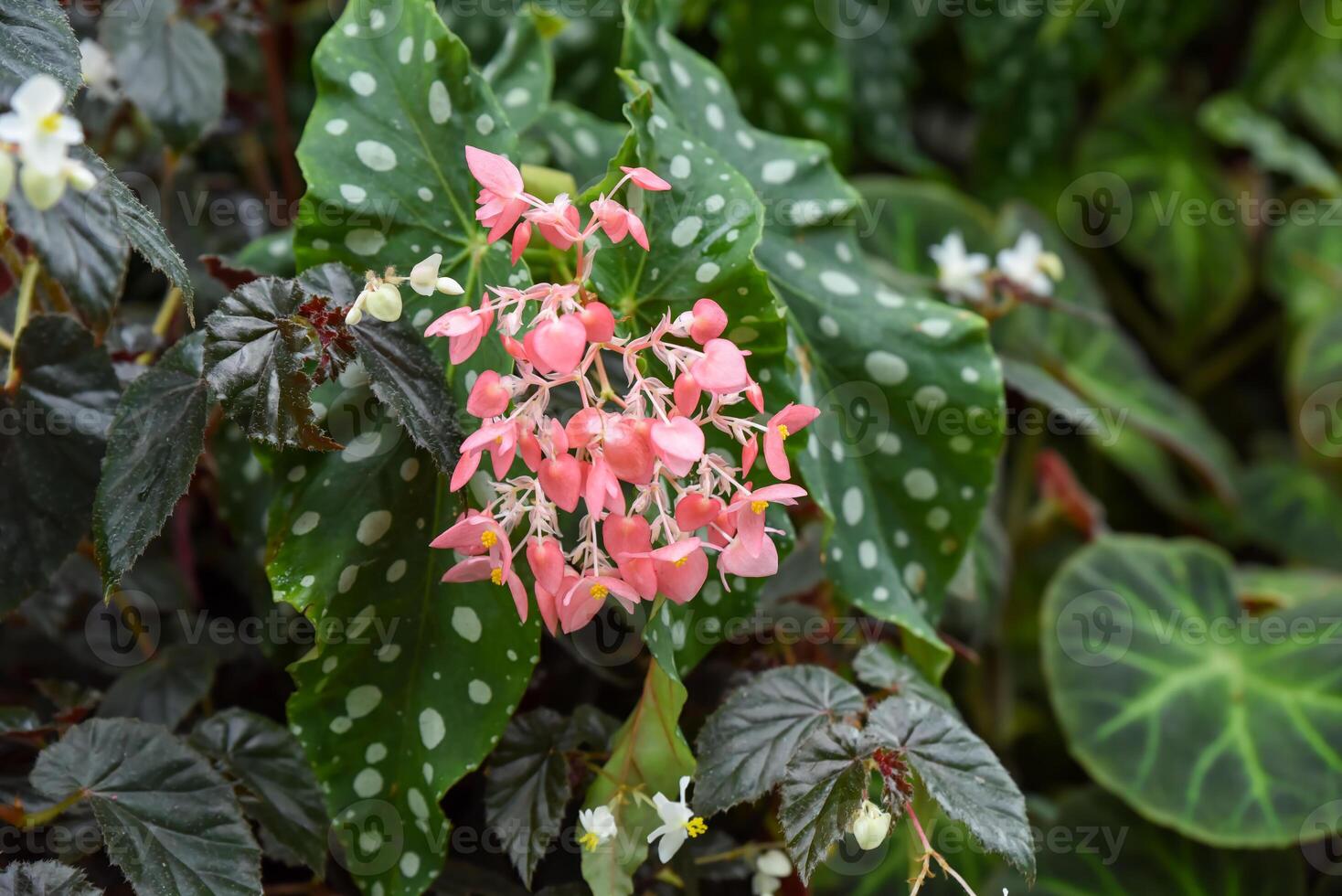 Polka dot begonia Begonia maculata with spotted green leaves and clusters of pink flowers in a lush tropical garden, captured in natural daylight. photo