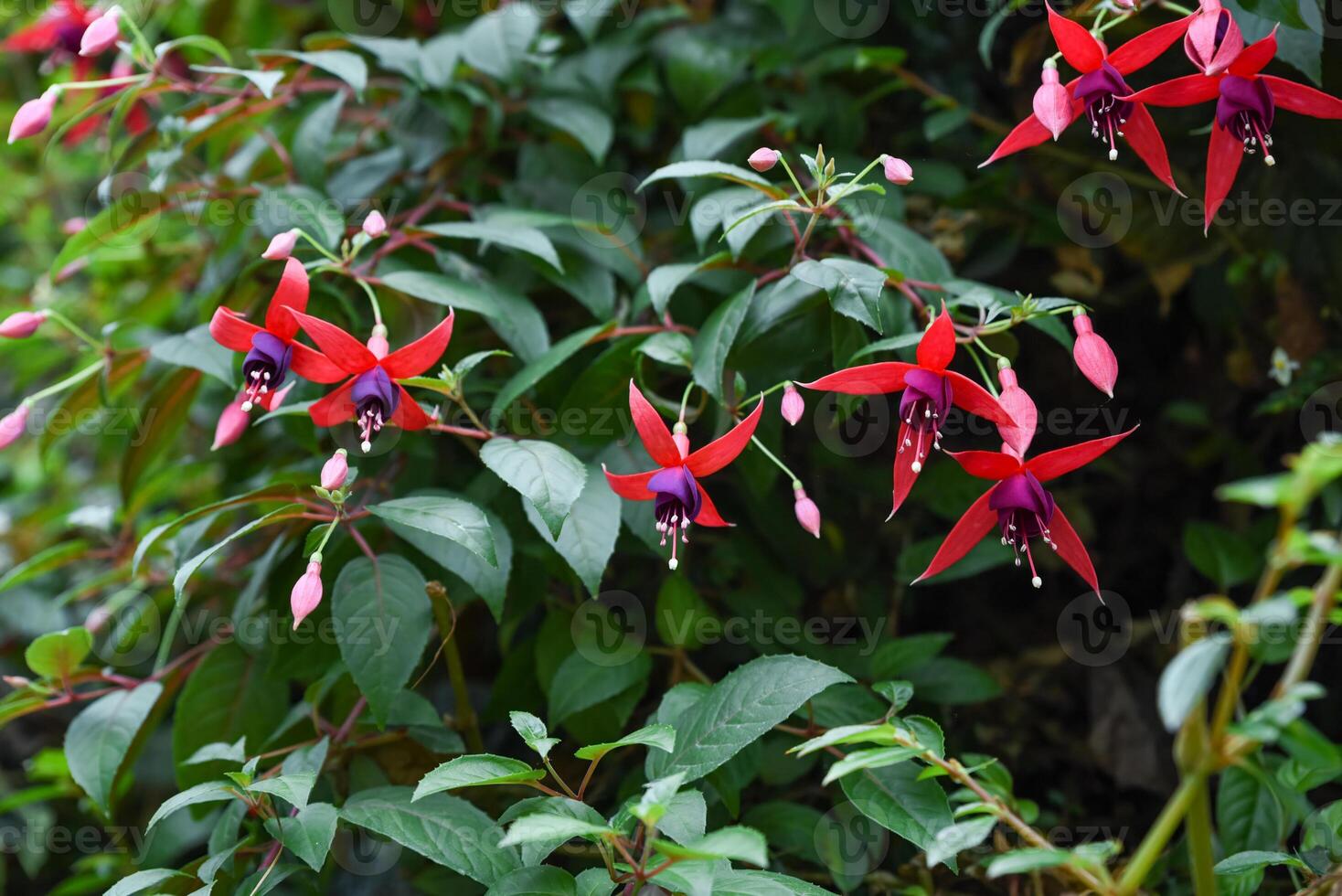 Vibrant red and purple Fuchsia flowers blooming among green foliage in a garden setting, with unopened buds and lush leaves under natural light. photo
