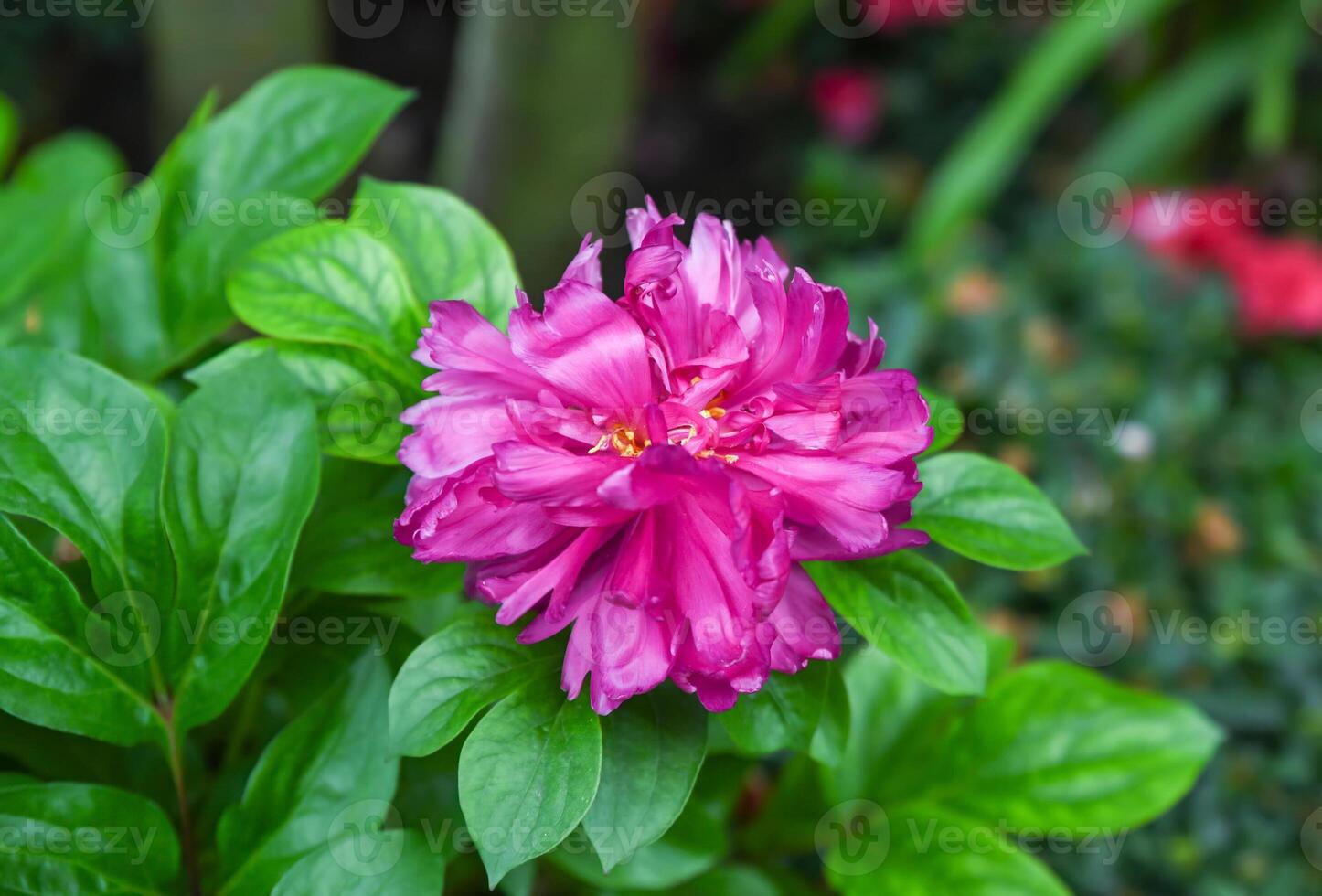 Closeup of blooming pink peony Victoire de la Marne with lush petals in a garden, showing detailed texture and vibrant color in natural light photo