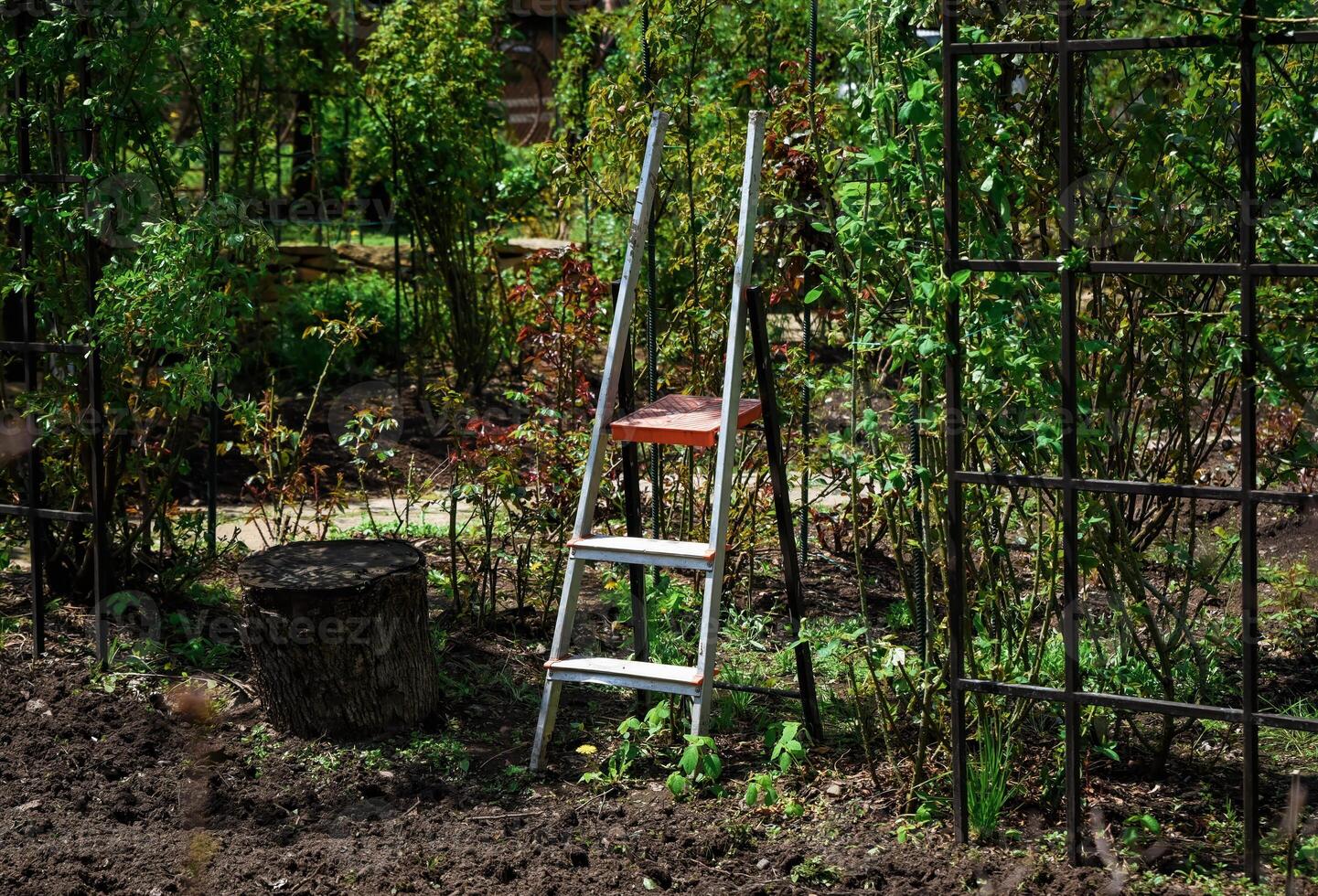 Garden scene with a metal step ladder and tree stump among green plants and soil beds, ideal for gardening or landscaping themes, no people visible. photo
