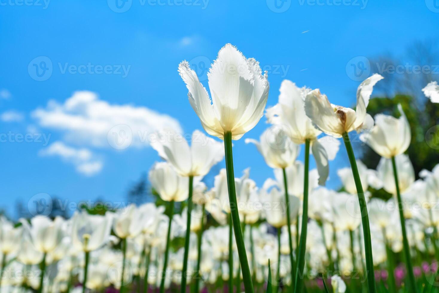 Field of white tulips blooming under a bright blue sky with soft clouds, captured from a low angle on a sunny spring day in a vibrant flower garden. photo