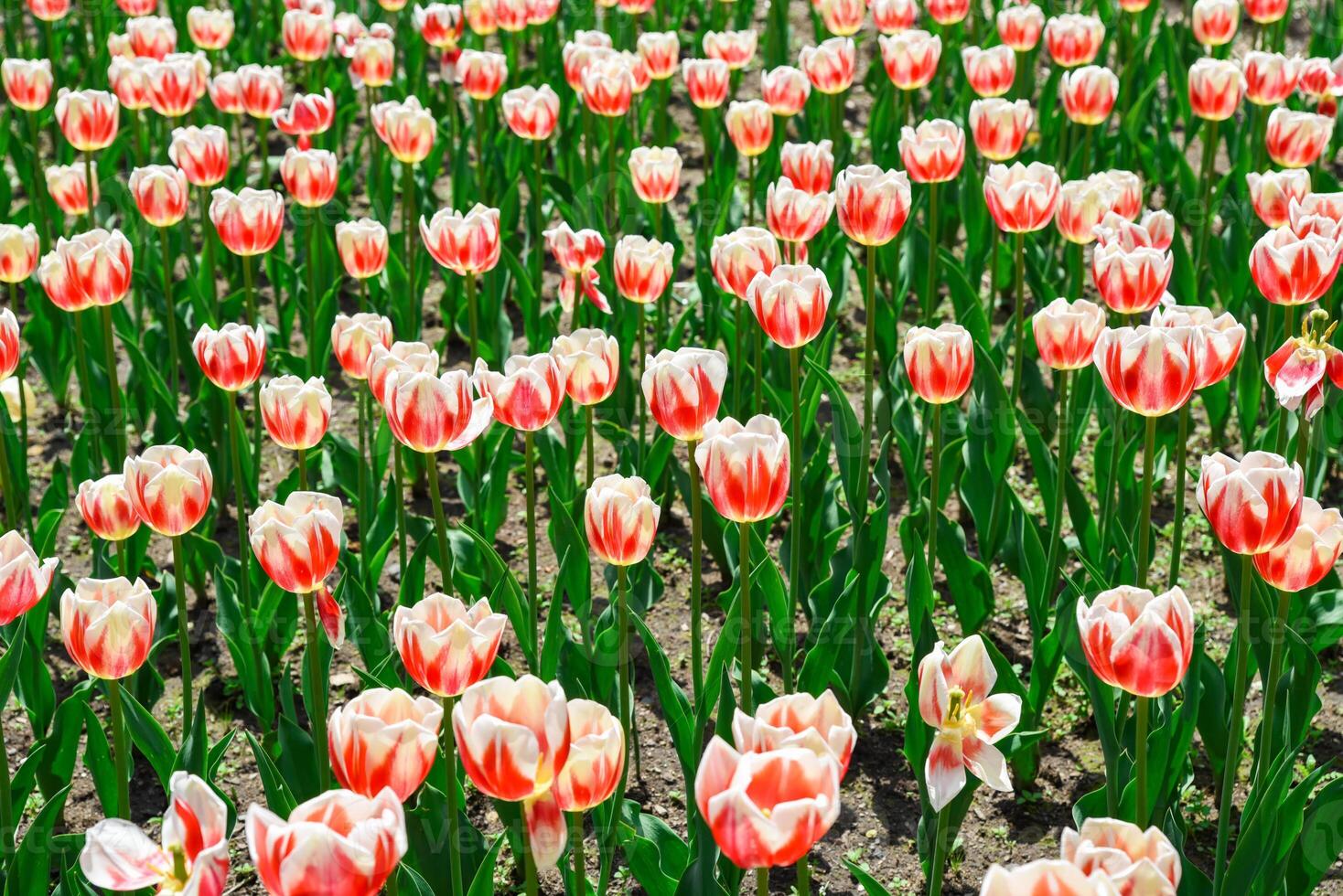 Top view of blooming Triumph tulips Happy Generation. Red flame patterns on creamy white petals fill the frame in a dense floral composition. photo
