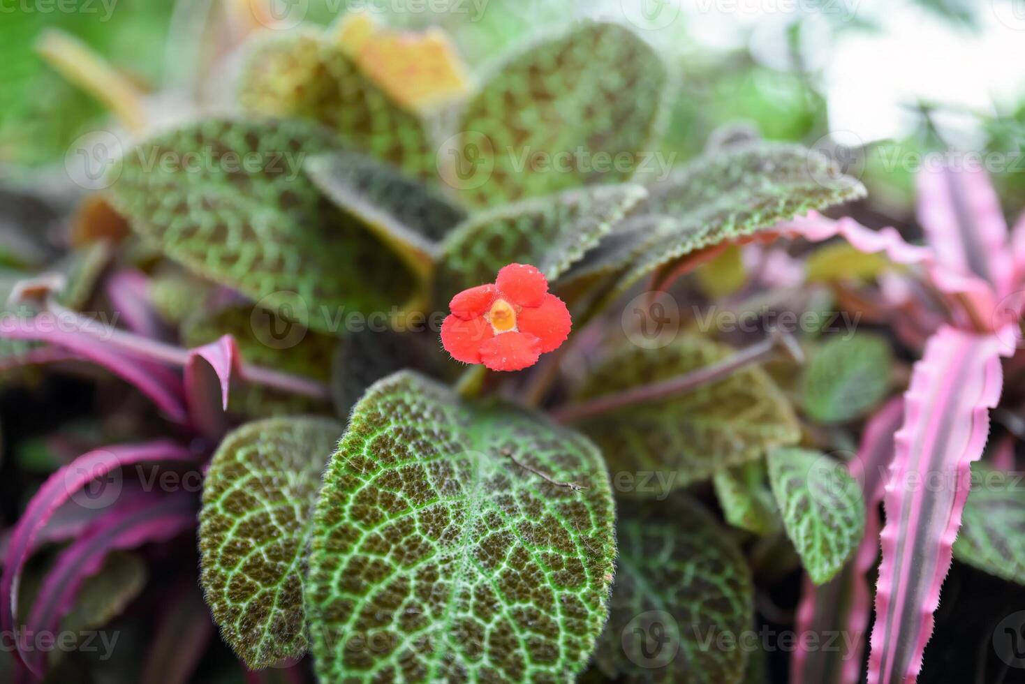 Red flower and green leaves of Episcia plant, also known as flame violet, in close view. Vibrant tropical foliage and blossom, ideal for background or design photo