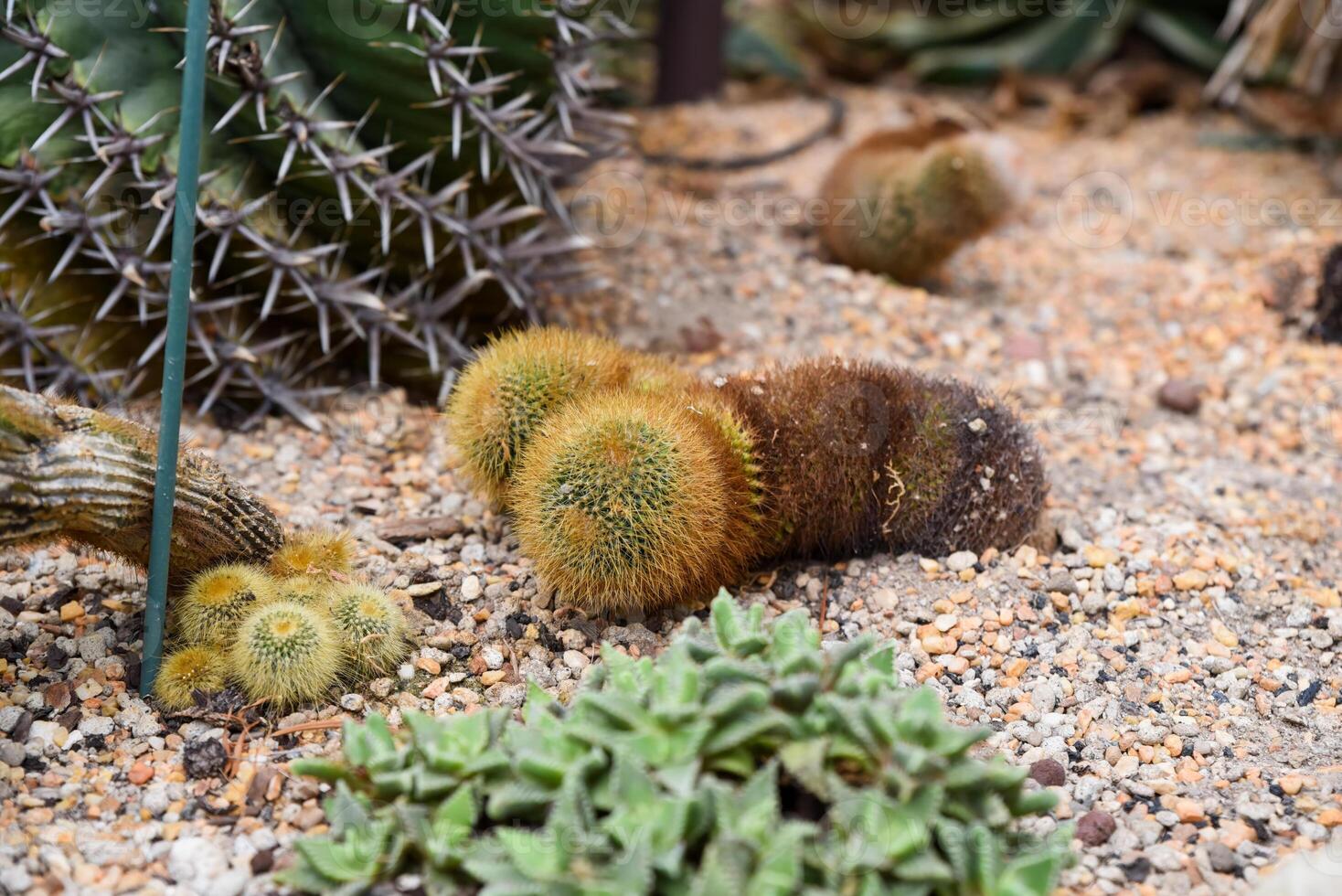 Various cacti and succulents growing in sandy soil at a botanical garden, including a fuzzy Echinocactus with brown discoloration. photo