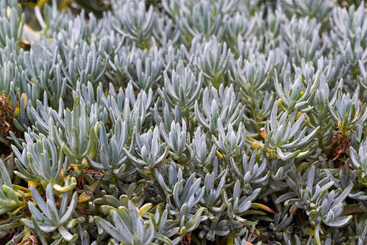 Senecio mandraliscae shows slender blue green leaves, forming a dense succulent carpet under bright light, a vivid display of drought tolerant beauty. photo