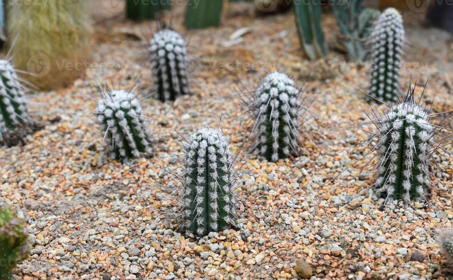 Young Pilosocereus gounellei cacti growing on gravel soil in a dry desert garden. Columnar stems with white areoles and long sharp spines. photo