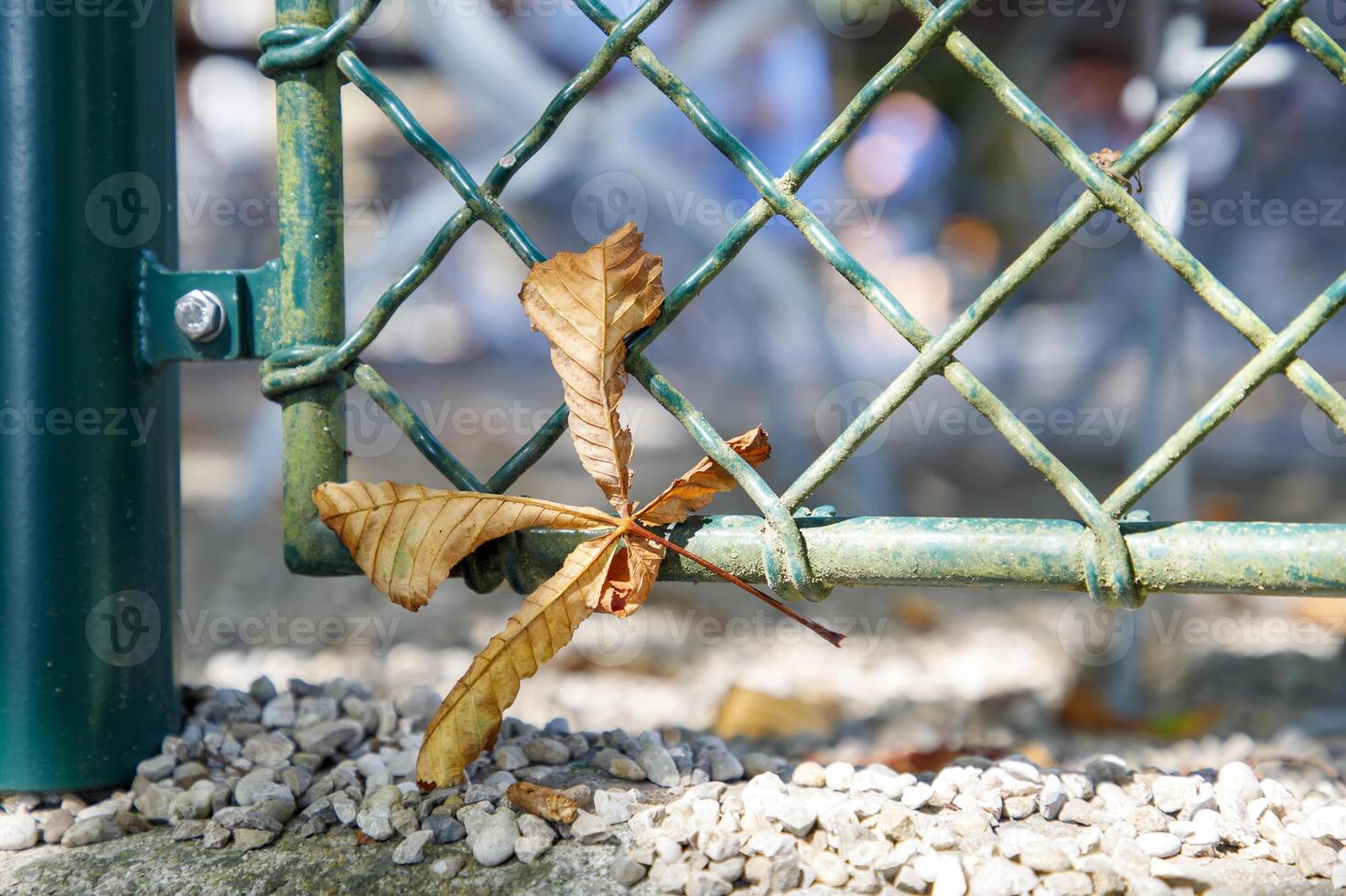 a chain fence with a single, dry brown leaf caught in mesh photo