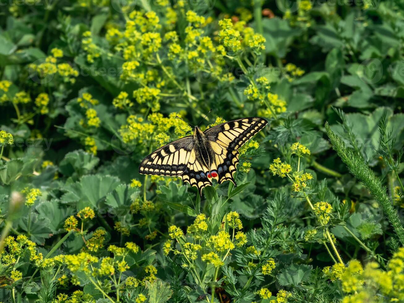 Swallowtail on a green meadow photo