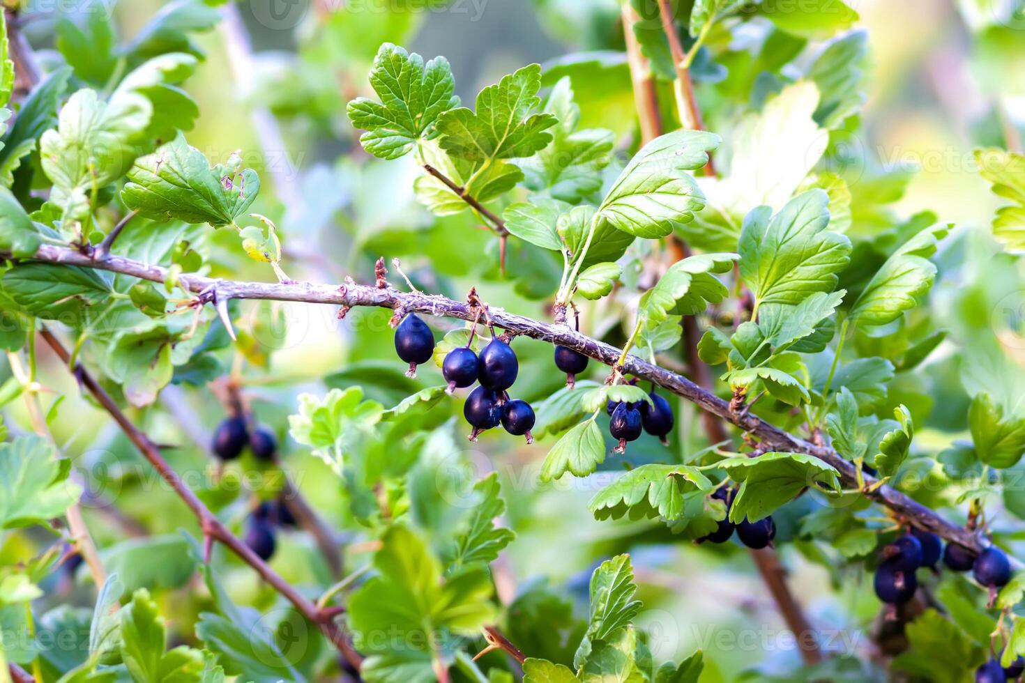 Gooseberries. Healthy food ingredients grow on a bush. photo