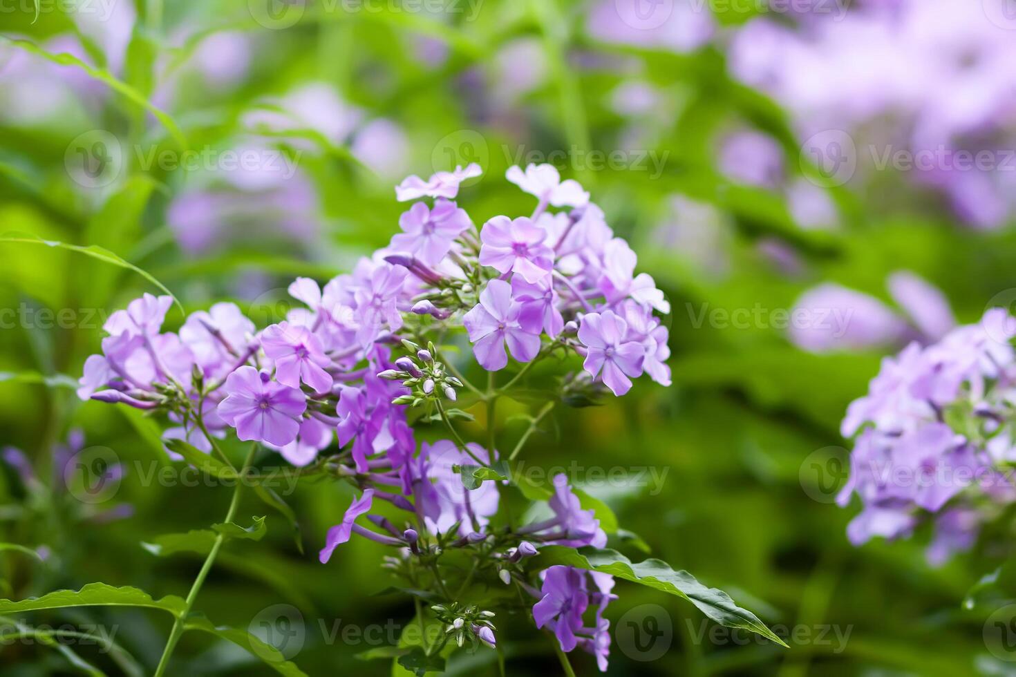 Blooming Phlox paniculata flowers in the countryside at summer. photo
