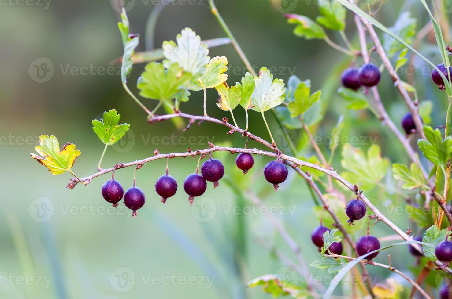 Gooseberry on a bush. Healthy food ingredients grow on a bush. photo