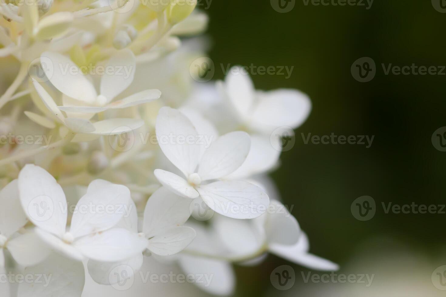 White Hydrangea flowers in a garden. Macro shot of beautiful delicate petals. photo