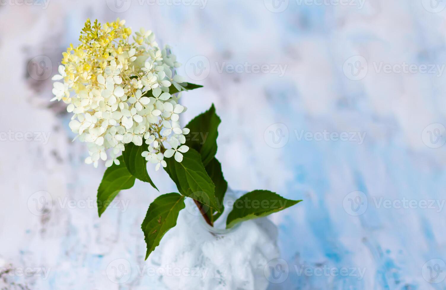 White Hydrangea flowers in a vase on the weathered wooden table. photo