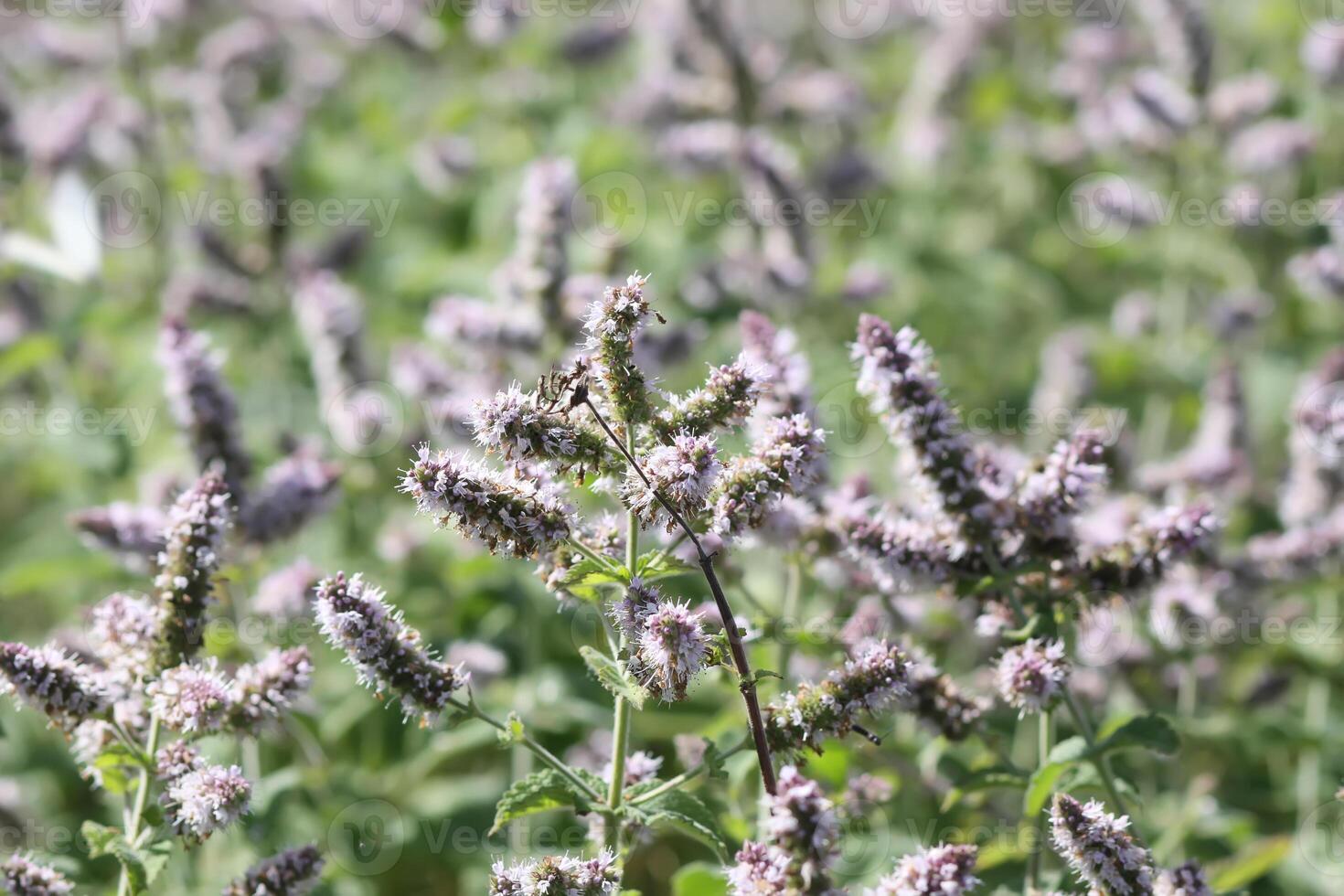 Aromatic purple mint. Medicinal herbs. Natural food ingredients. photo
