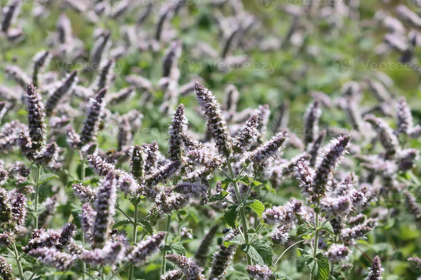 Aromatic purple mint flowers. Medicinal herbs. Natural food ingredients. photo
