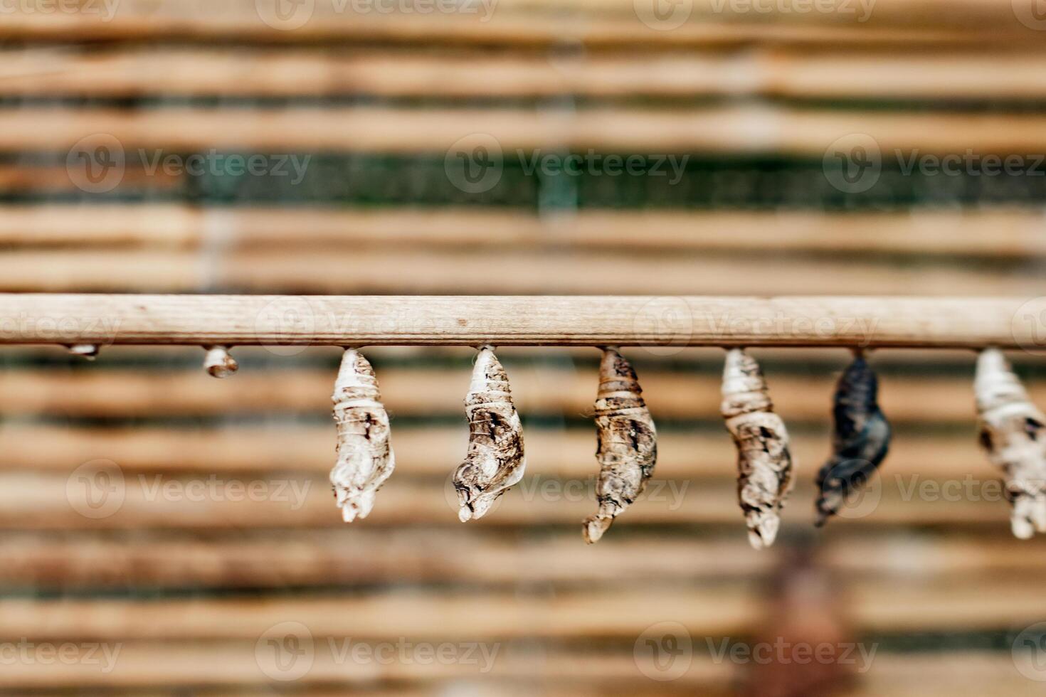 Butterfly Papilio cocoons hanging from a branch, transforming in botanical garden prague photo