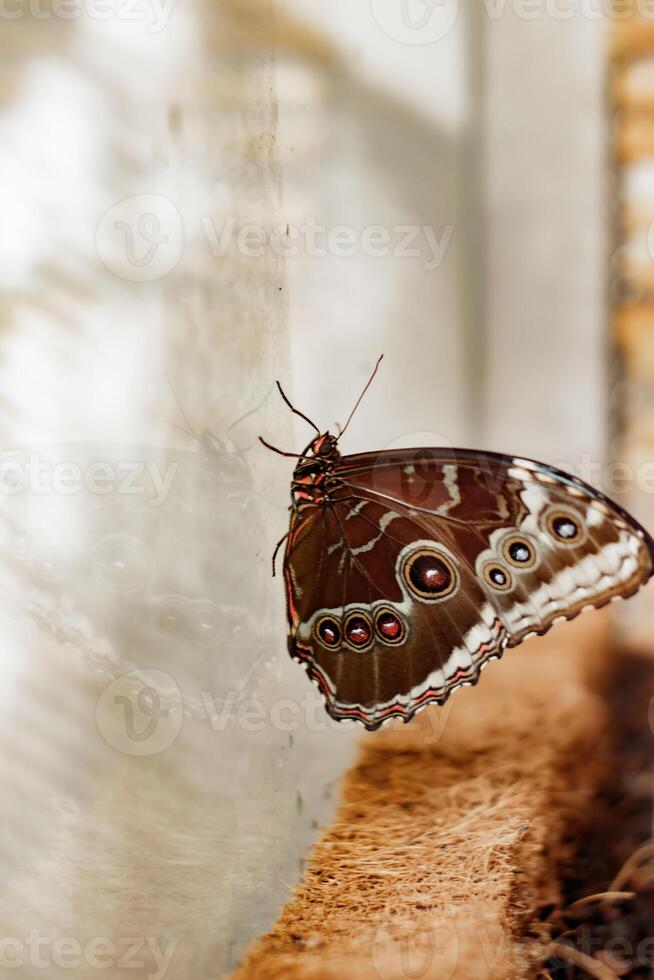 Morpho peleides butterfly resting on glass wall in botanical garden, concept of life transformation photo