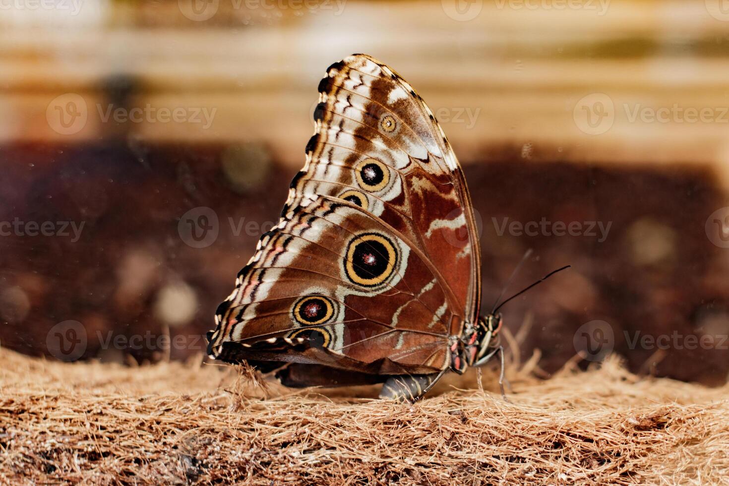 Morpho peleides butterfly resting on coconut fiber in prague botanical garden, concept of life transformation photo