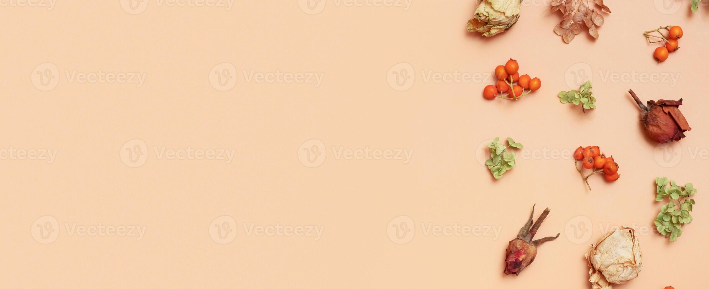 Autumn banner with pattern from dry hydrangea flowers, rowan, roses on orange photo