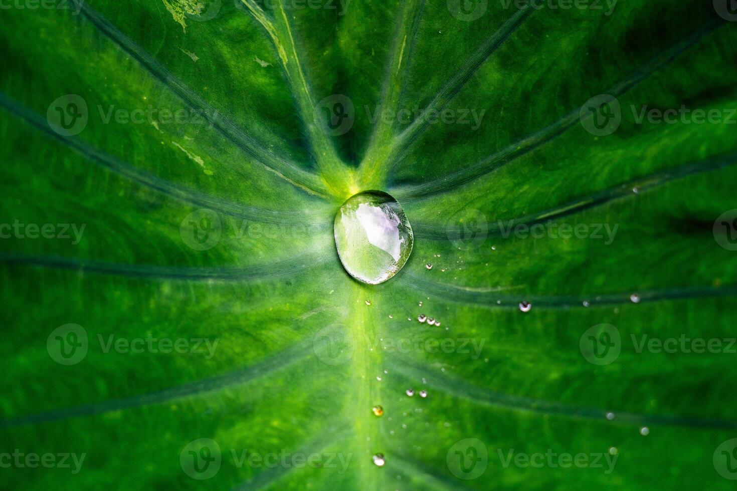 A drop of water is seen on a leaf photo