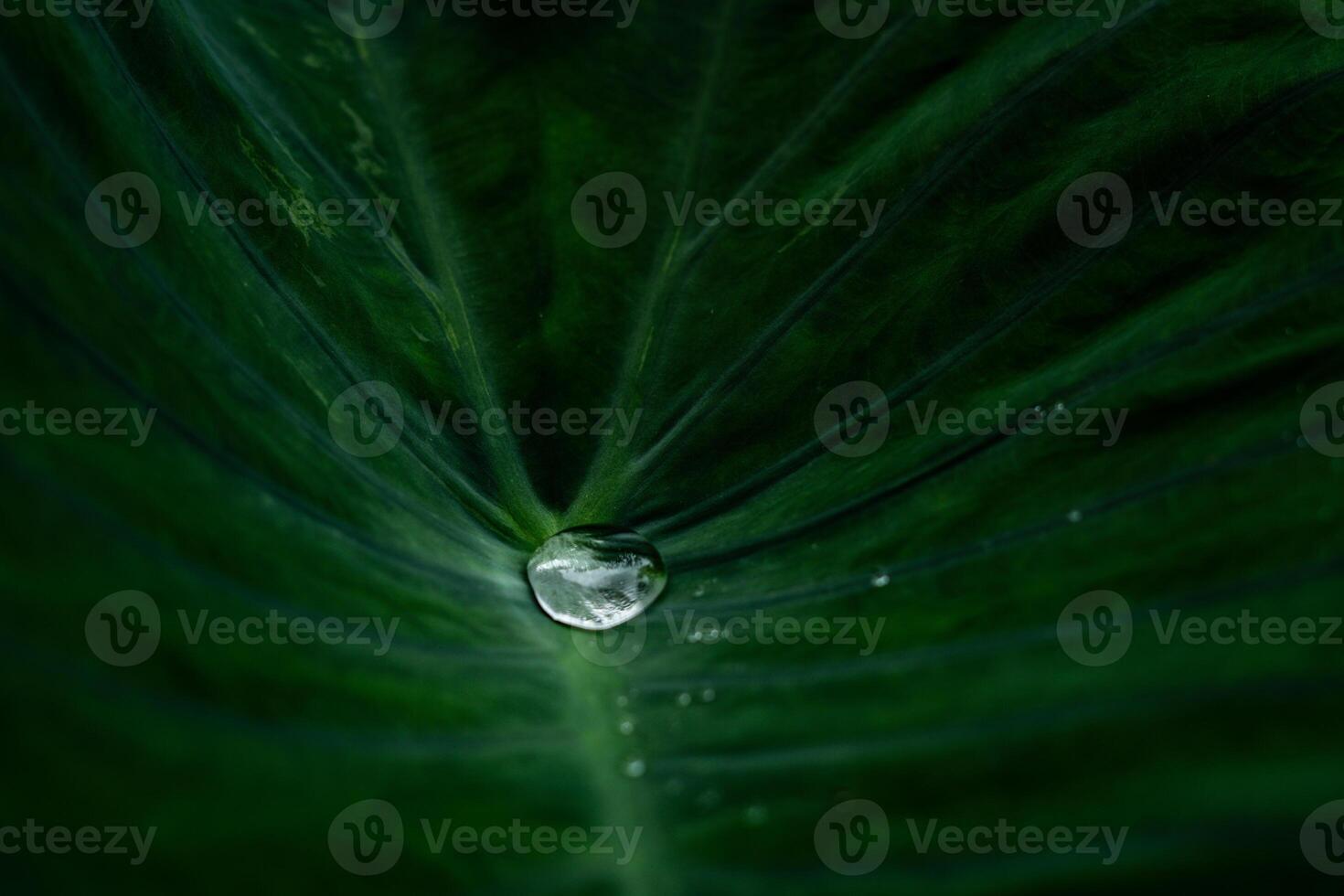 A drop of water is on the leaf of a plant photo