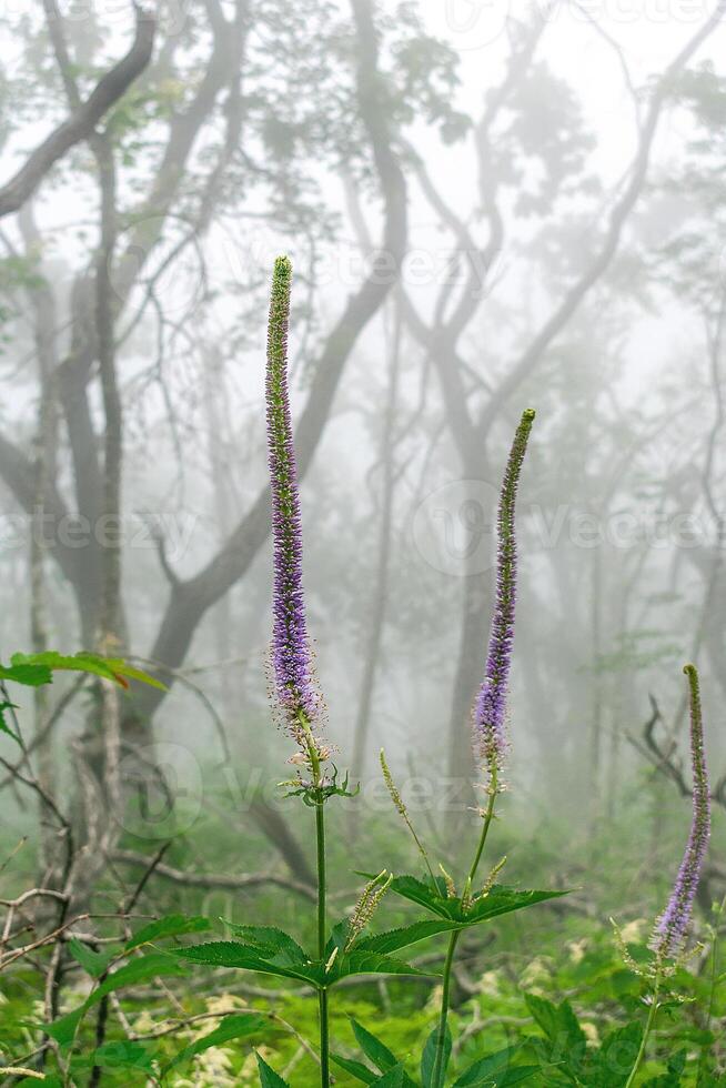 Misty forest in the mountains. Summer taiga in fog. Mysterious foggy forest.,., photo