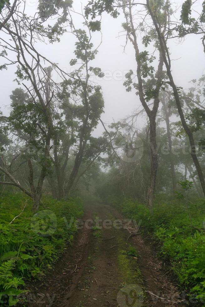 Misty forest in the mountains. Summer taiga in fog. Mysterious foggy forest., photo