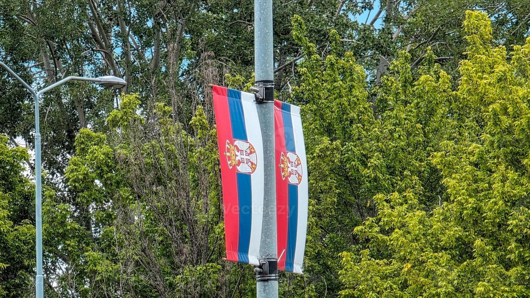 Two Serbian national flags attached to a city pole, waving in front of lush green trees. The red, blue, and white tricolor with the coat of arms symbolizes national pride and identity. photo