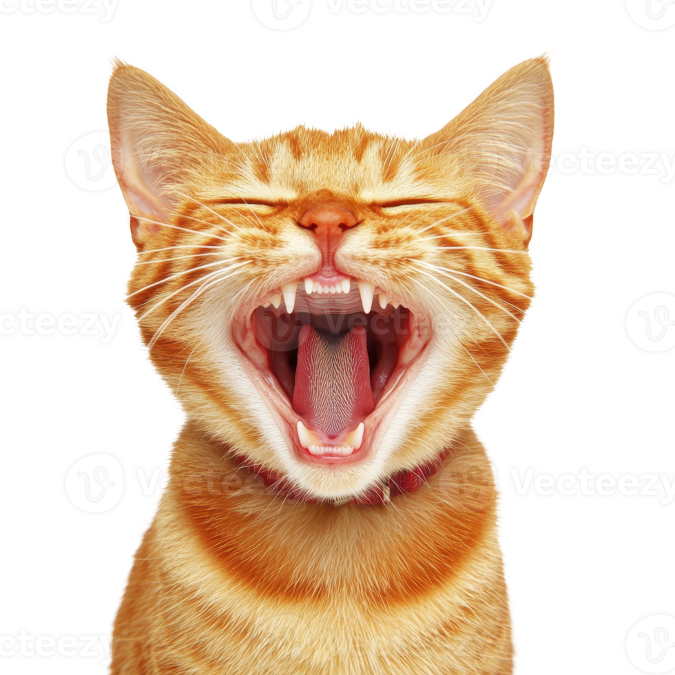 A yawning orange tabby cat with its mouth wide open, showing sharp teeth and pink tongue, wearing red collar. background is plain, highlighting cat expressive face png
