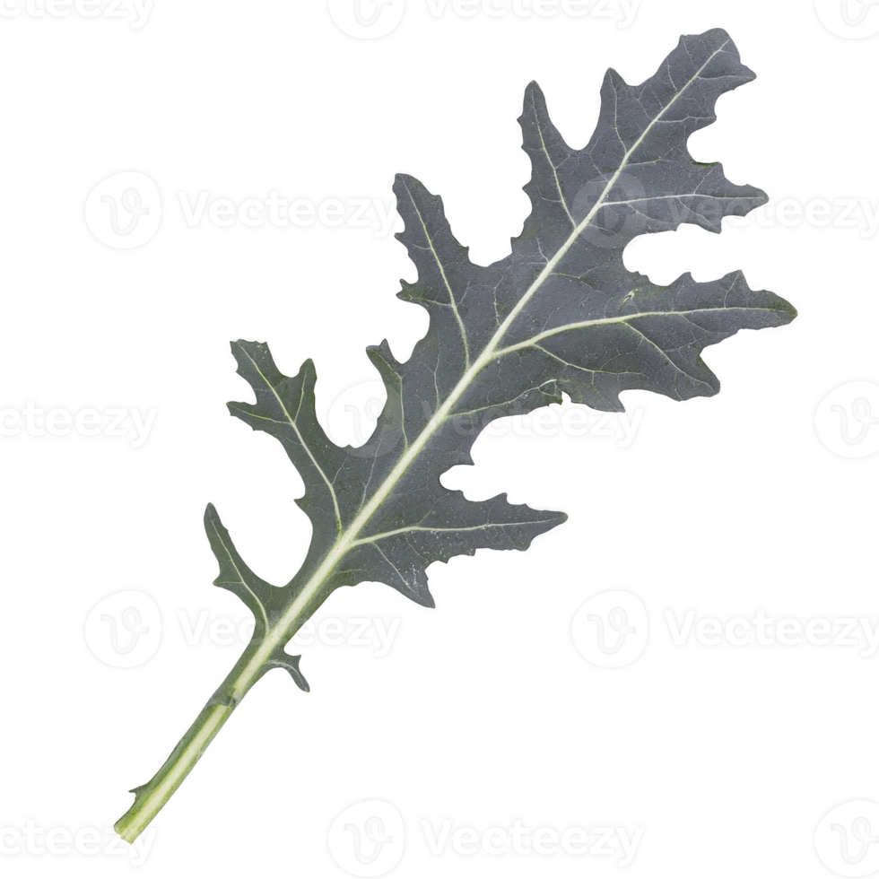 A This is image of single kale leaf with dark green color and textured surface. leaf has distinct, jagged edge and central vein running through it png