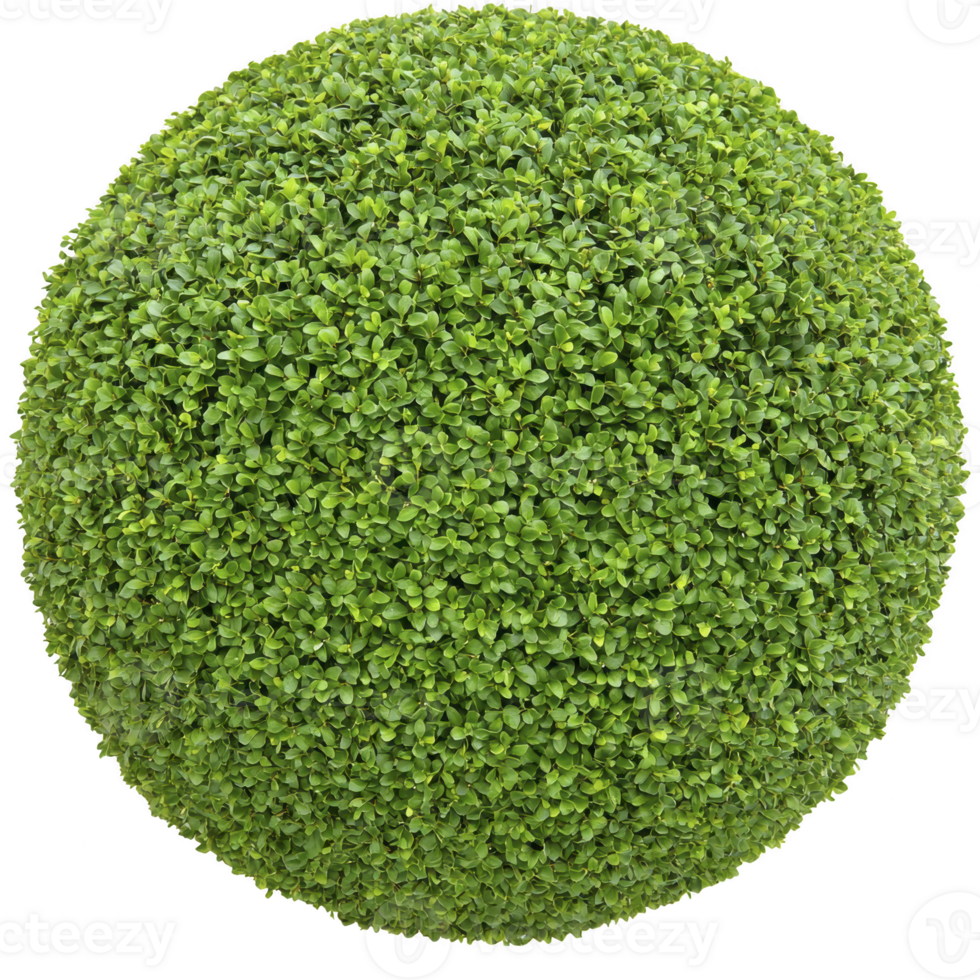 A perfectly shaped green topiary bush with dense foliage, showcasing spherical form. vibrant leaves create lush and healthy appearance, ideal for garden decoration png