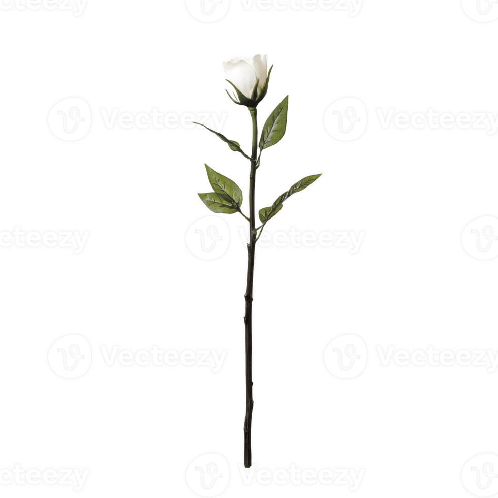 A single white rose with green leaves on long stem, symbolizing purity and elegance, isolated on transparency background. simplicity and beauty of rose evoke sense of tranquility png