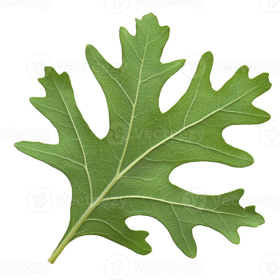 A vibrant green oak leaf with distinct lobes and visible veins, showcasing intricate patterns of nature. leaf texture and shape highlight its natural beauty png