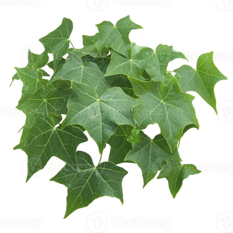 A cluster of vibrant green ivy leaves with distinct star shaped patterns, showcasing natural beauty and lush foliage. Perfect for adding touch of greenery to any setting png