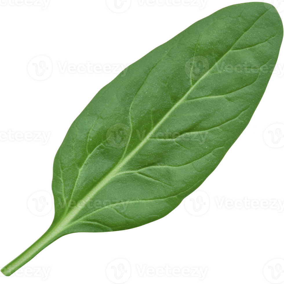 A fresh green spinach leaf isolated on transparency background, showcasing its vibrant color and detailed texture. Perfect for healthy eating and nutrition concepts png