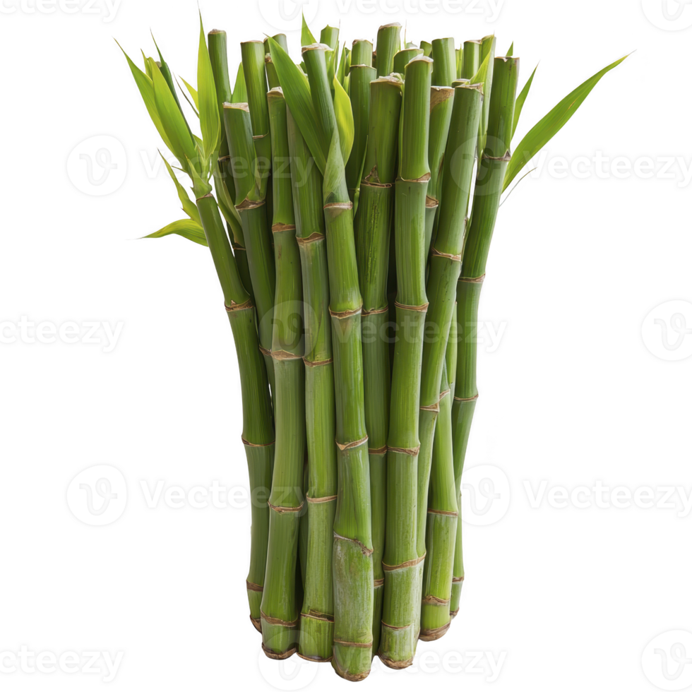 A cluster of vibrant green bamboo stalks with fresh leaves, showcasing natural beauty and growth. bamboo smooth texture and vertical alignment create serene and harmonious appearance png